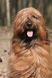 BRIARD 220